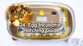 From an egg… to a tiny life 🐣 No hen, just this incubator. Would you try it?
