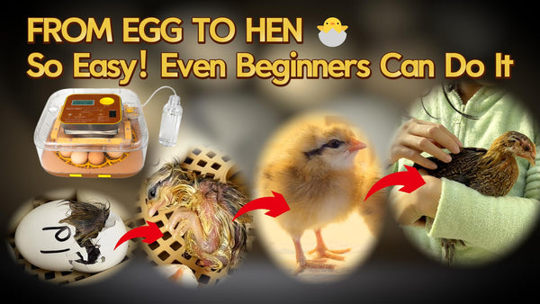 I Didn’t Expect This… 🐣 | Hatching Chicks Is So Easy with an Incubator