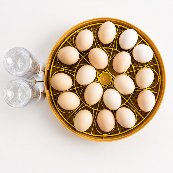 Add Your Eggs