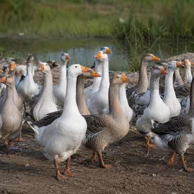 Goose Eggs
