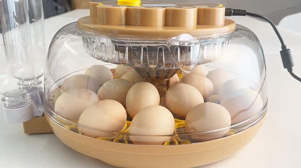 Let It Work Toward the Hatch