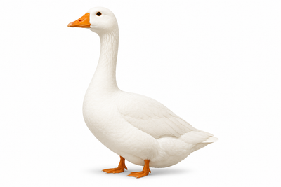 Goose Eggs